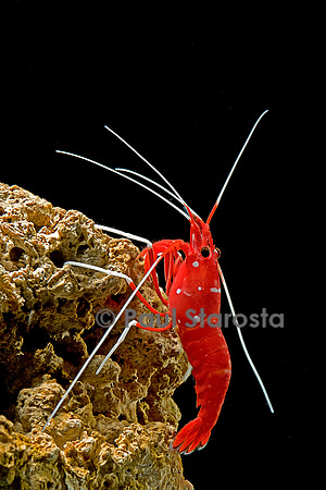 Lysmata debelius (crevette barbier cardinal)