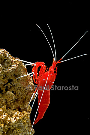 Lysmata debelius (crevette barbier cardinal)