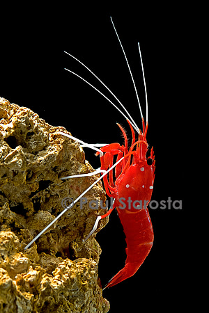 Lysmata debelius (crevette barbier cardinal)