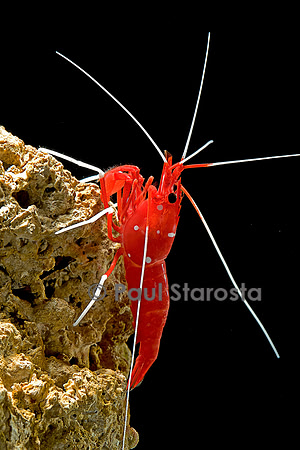 Lysmata debelius (crevette barbier cardinal)