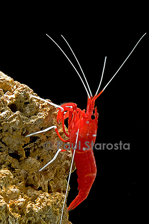 Lysmata debelius (crevette barbier cardinal)