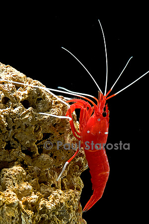 Lysmata debelius (crevette barbier cardinal)