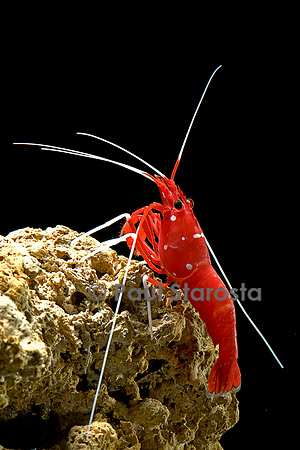 Lysmata debelius (crevette barbier cardinal)