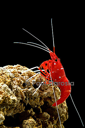 Lysmata debelius (crevette barbier cardinal)