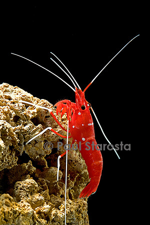 Lysmata debelius (crevette barbier cardinal)