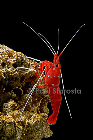 Lysmata debelius (crevette barbier cardinal)