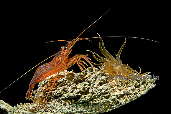 Lysmata wurdemanni (crevette) - avec une Aiptasia