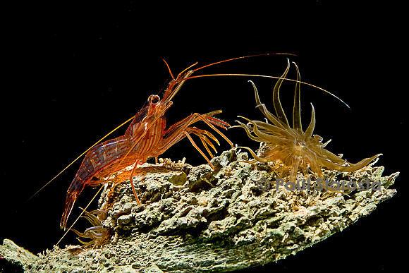 Lysmata wurdemanni (crevette) - avec une Aiptasia