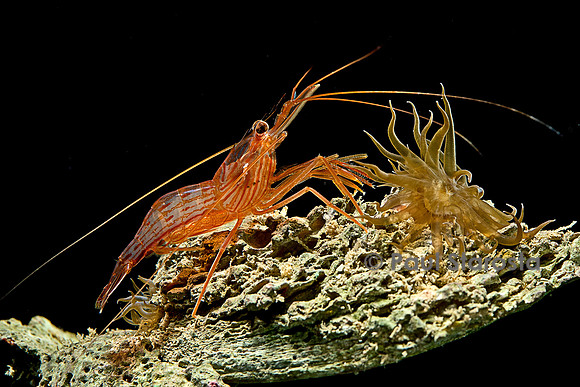 Lysmata wurdemanni (crevette) - avec une Aiptasia