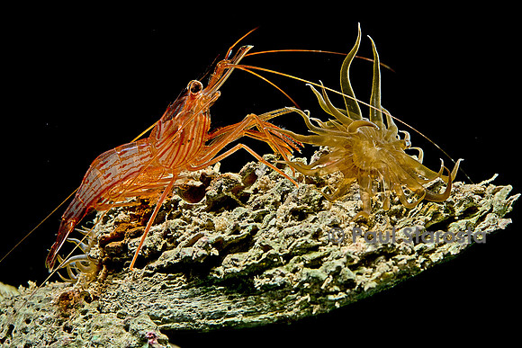 Lysmata wurdemanni (crevette) - avec une Aiptasia