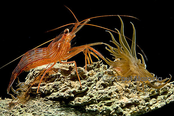 Lysmata wurdemanni (crevette) - avec une Aiptasia