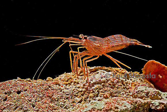 Lysmata wurdemanni (crevette)
