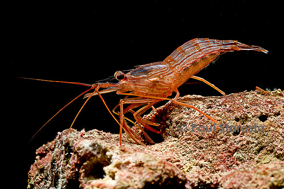 Lysmata wurdemanni (crevette)