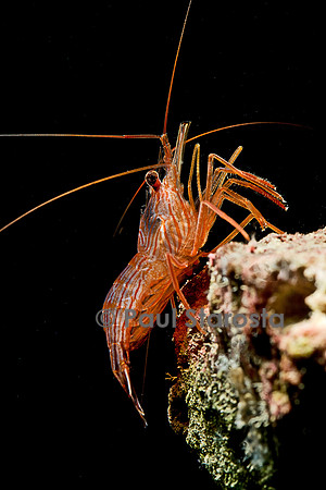 Lysmata wurdemanni (crevette)