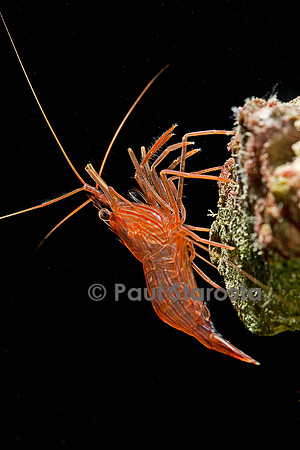 Lysmata wurdemanni (crevette)