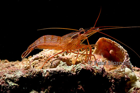Lysmata wurdemanni (crevette)