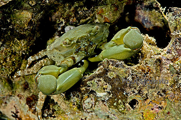 Mithraculus sculptus (crabe émeraude)