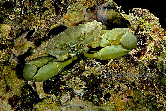 Mithraculus sculptus (crabe émeraude)