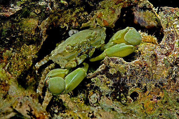 Mithraculus sculptus (crabe émeraude)