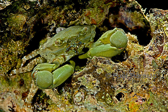 Mithraculus sculptus (crabe émeraude)