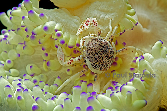 Neopetrolisthes maculatus (crabe porcelaine)