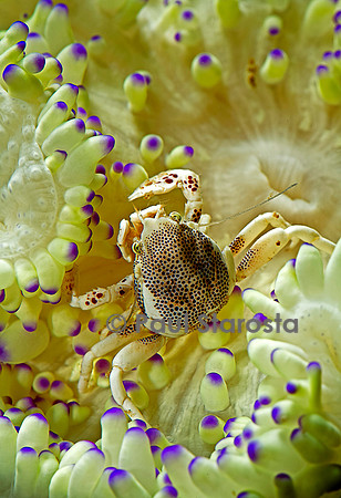 Neopetrolisthes maculatus (crabe porcelaine)