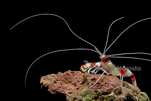 Stenopus hispidus (crevette à bandes rouges et blanches)
