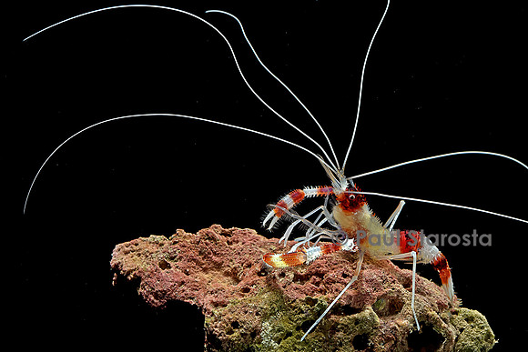 Stenopus hispidus (crevette à bandes rouges et blanches)