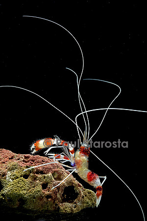Stenopus hispidus (crevette à bandes rouges et blanches)