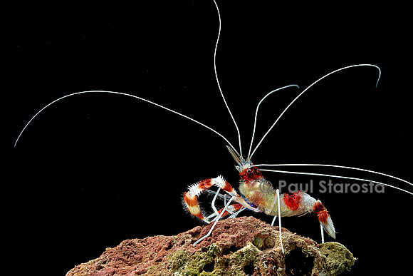 Stenopus hispidus (crevette à bandes rouges et blanches)