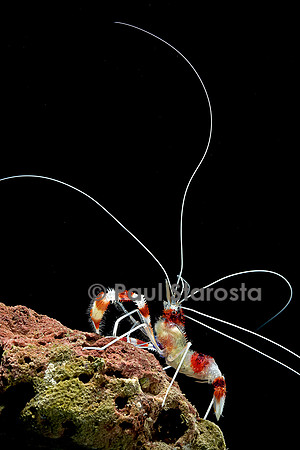 Stenopus hispidus (crevette à bandes rouges et blanches)