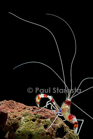 Stenopus hispidus (crevette à bandes rouges et blanches)