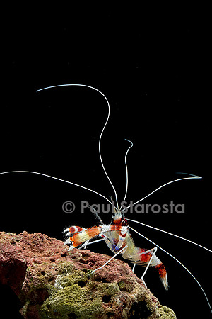 Stenopus hispidus (crevette à bandes rouges et blanches)