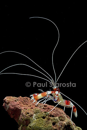 Stenopus hispidus (crevette à bandes rouges et blanches)