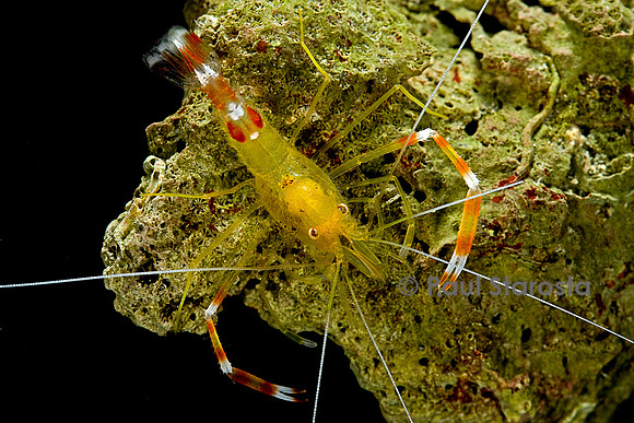 Stenopus scutellatus (grande crevette dorée)
