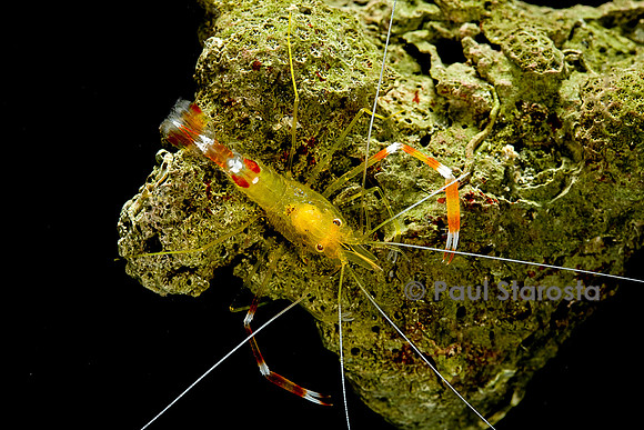 Stenopus scutellatus (grande crevette dorée)