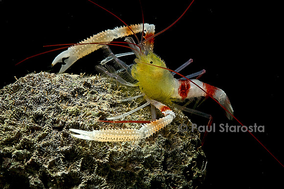 Stenopus zanzibaricus (crevette de Zanzibar)