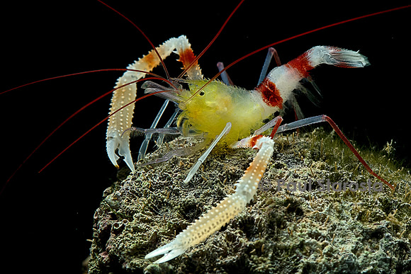 Stenopus zanzibaricus (crevette de Zanzibar)