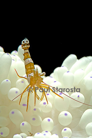 Thor amboinensis (crevette sexy)