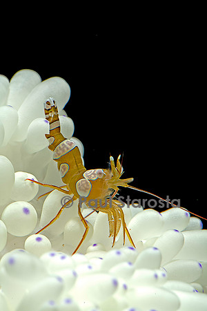 Thor amboinensis (crevette sexy)
