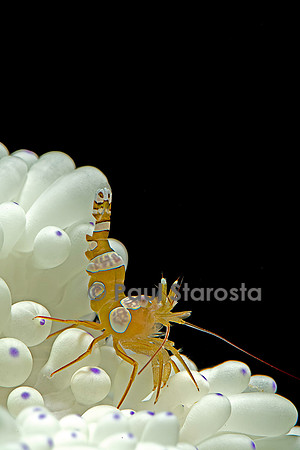 Thor amboinensis (crevette sexy)