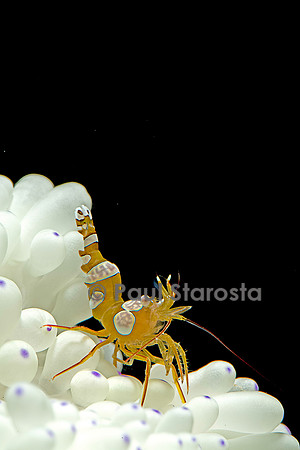 Thor amboinensis (crevette sexy)