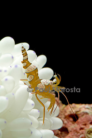 Thor amboinensis (crevette sexy)