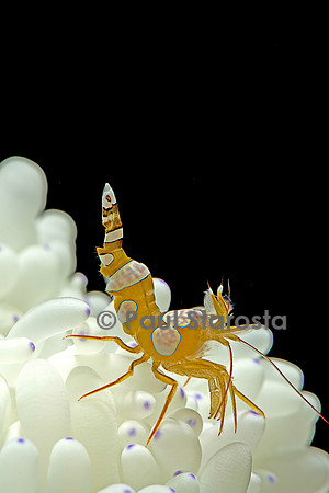 Thor amboinensis (crevette sexy)