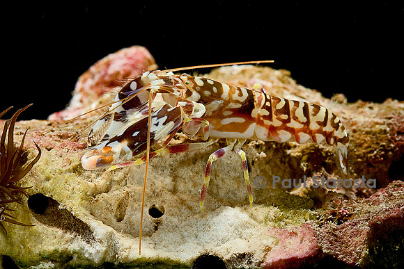 Alpheus bellulus (crevette-pistolet)