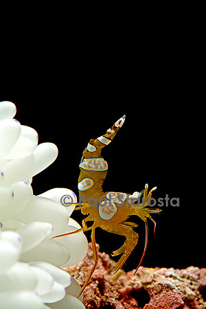 Thor amboinensis (crevette sexy)