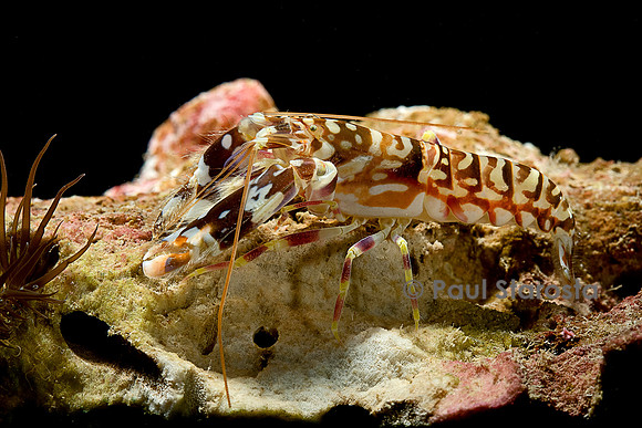 Alpheus bellulus (crevette-pistolet)