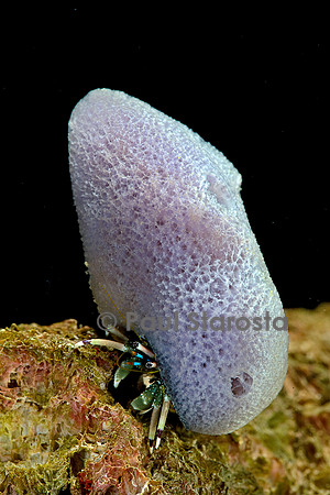 Calcinus laevimanus (bernard-l'hermite)
