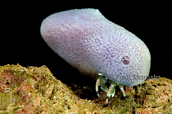 Calcinus laevimanus (bernard-l'hermite)