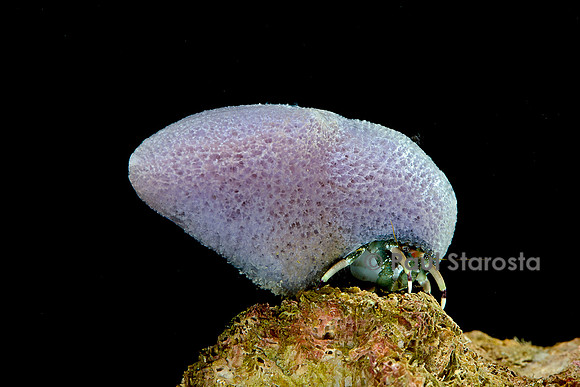 Calcinus laevimanus (bernard-l'hermite)